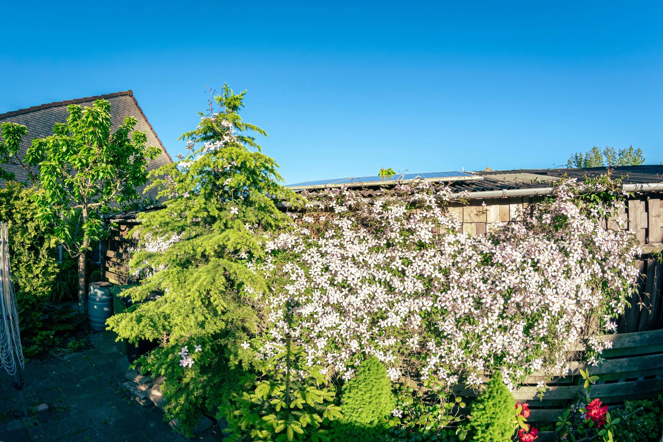 Backyard garden with mature tree and flowering plants