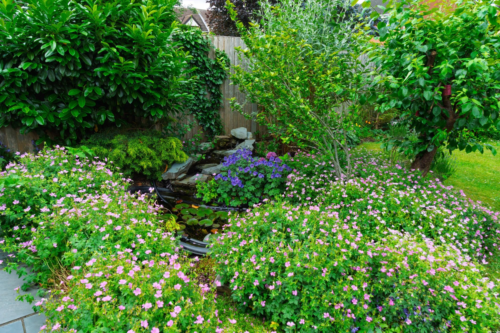 Lush landscaped backyard with pond and layered planting